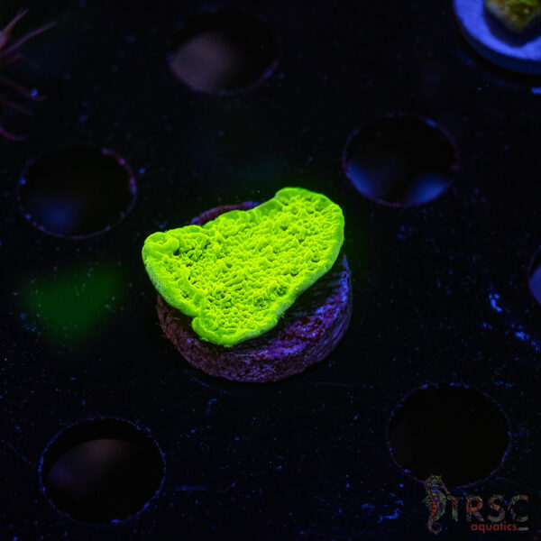 TRSC Neon Montipora ZD03