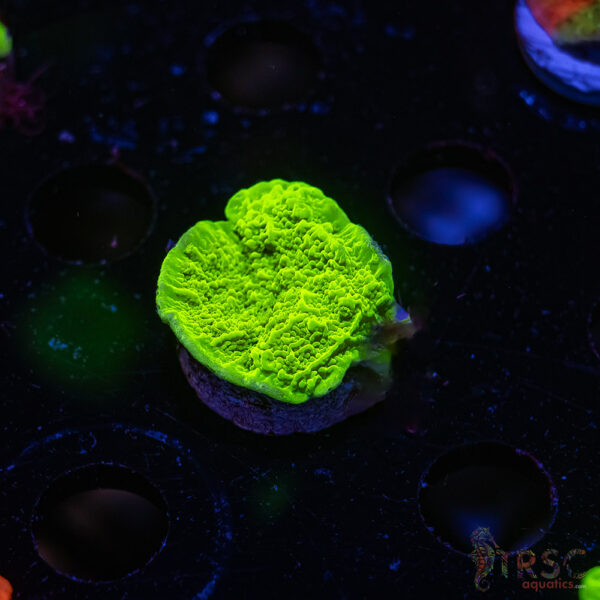 TRSC Neon Montipora ZD04