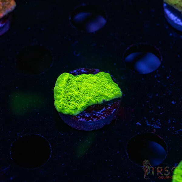 TRSC Neon Montipora ZD05