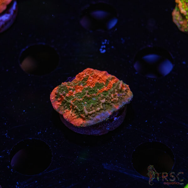 TRSC Grafted Montipora Cap ZD06