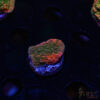 TRSC Grafted Montipora Cap B05 2 TRSC 08192025 SPS ZD07
