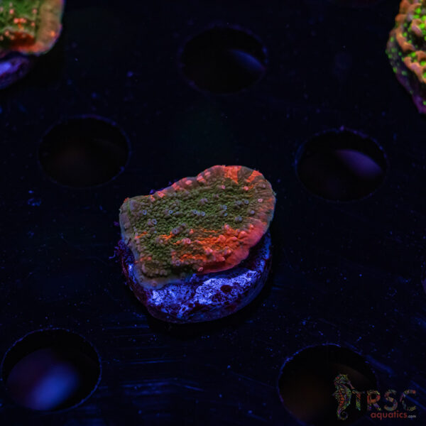 TRSC Grafted Montipora Cap ZD07