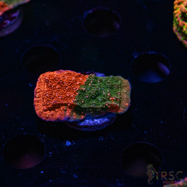 TRSC Grafted Montipora Cap ZD08