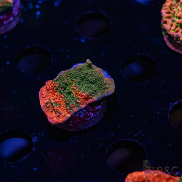 TRSC Grafted Montipora Cap ZD09