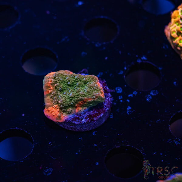 TRSC Grafted Montipora Cap ZD10