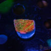 TRSC Neon Grafted Montipora B09