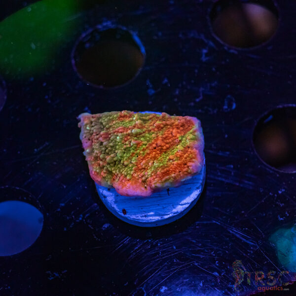 TRSC Neon Grafted Montipora ZE01