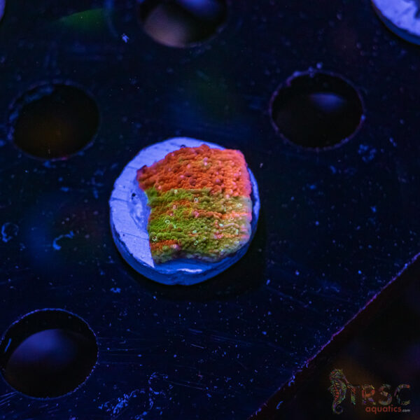 TRSC Neon Grafted Montipora ZE02