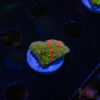 TRSC Neon Grafted Montipora A03 2 TRSC 08192025 SPS ZE03