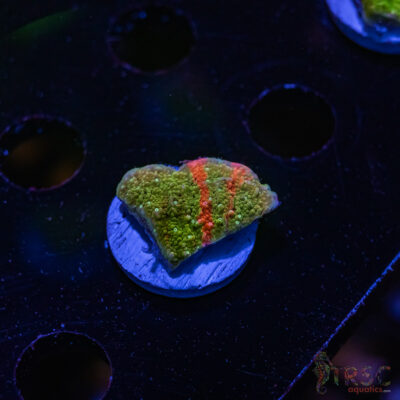 TRSC Neon Grafted Montipora ZE03