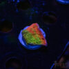 TRSC Neon Grafted Montipora C02 1 TRSC 08192025 SPS ZE04