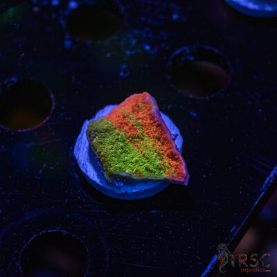 TRSC Neon Grafted Montipora C02
