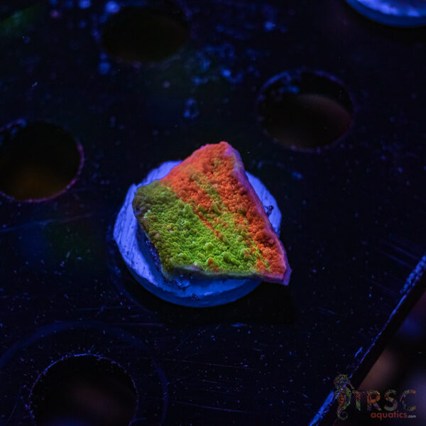 TRSC Neon Grafted Montipora ZE04