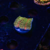 TRSC Neon Grafted Montipora C03 2 TRSC 08192025 SPS ZE05