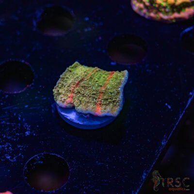 TRSC Neon Grafted Montipora C03