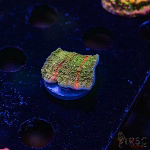 TRSC Neon Grafted Montipora ZE05