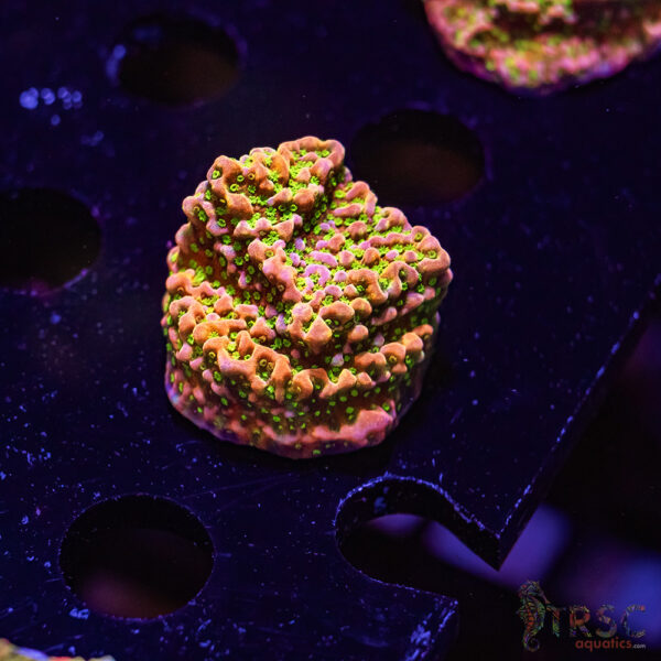 TRSC Tropic Thunder Monti ZE06