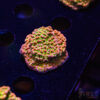 TRSC Tropic Thunder Monti C05