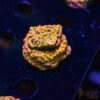 TRSC Tropic Thunder Monti C06 1 TRSC 08192025 SPS ZE08