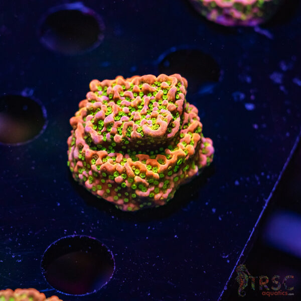TRSC Tropic Thunder Monti ZE08