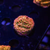 TRSC Tropic Thunder Monti C07 1 TRSC 08192025 SPS ZE09