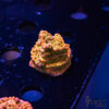 TRSC Tropic Thunder Monti C08 1 TRSC 08192025 SPS ZE10