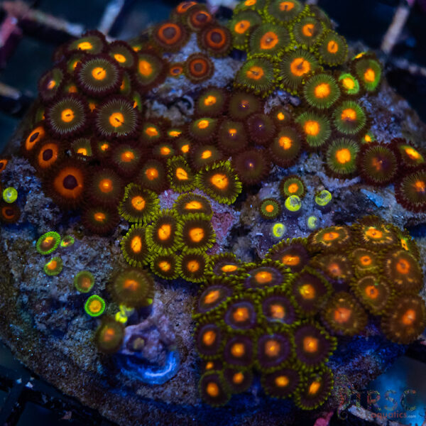 Custom Zoa Garden A01