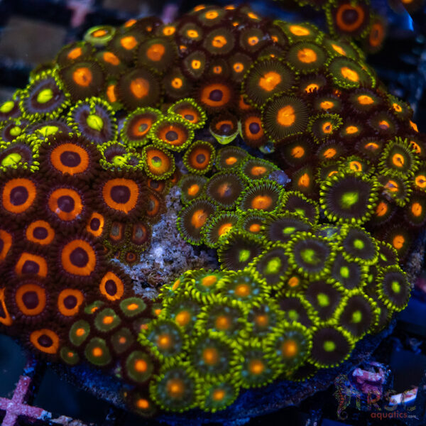 Custom Zoa Garden A02