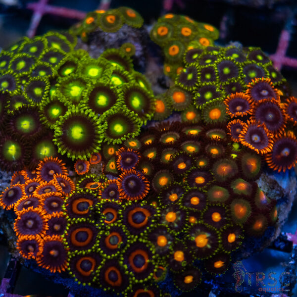 Custom Zoa Garden A03