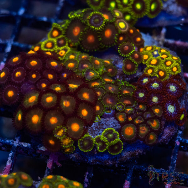 Custom Zoa Garden A04