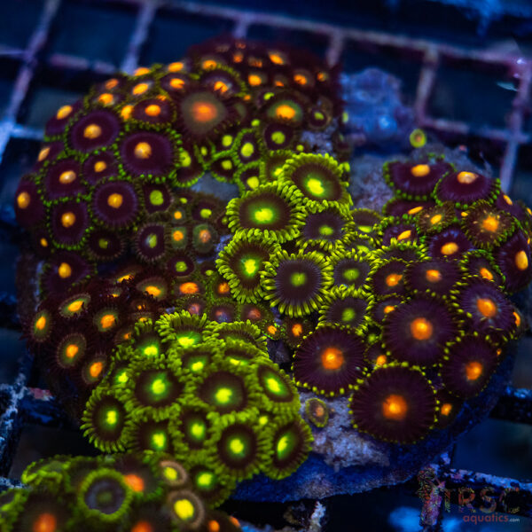 Custom Zoa Garden A05