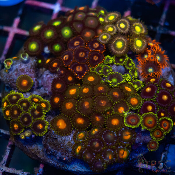 Custom Zoa Garden B06