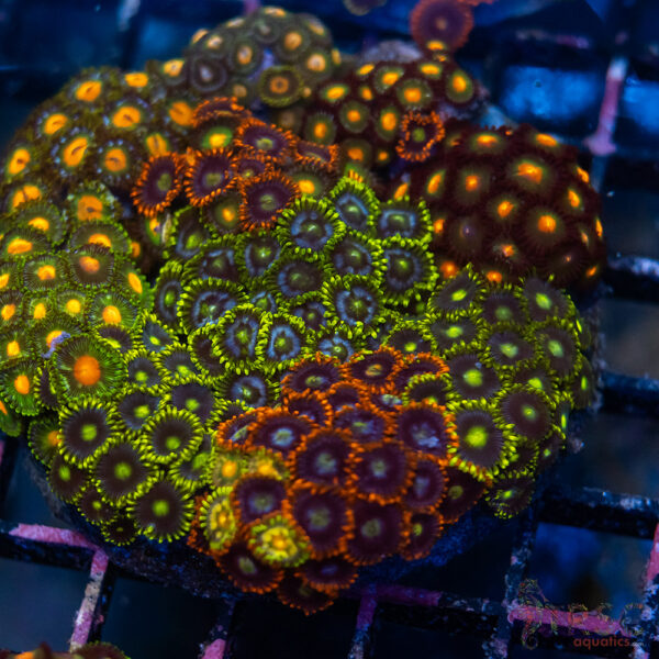 Custom Zoa Garden B07
