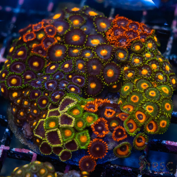 Custom Zoa Garden B08