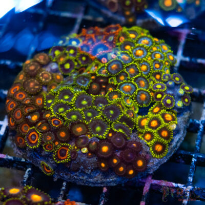 Custom Zoa Garden B09