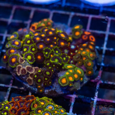 Custom Zoa Garden B10