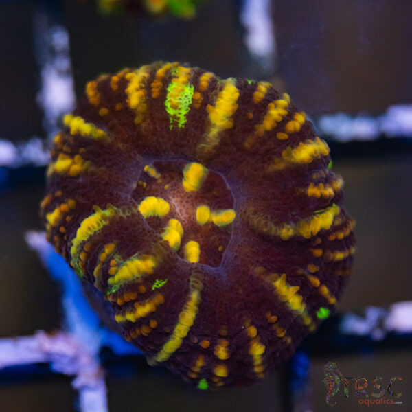 AUS Button Scoly A04
