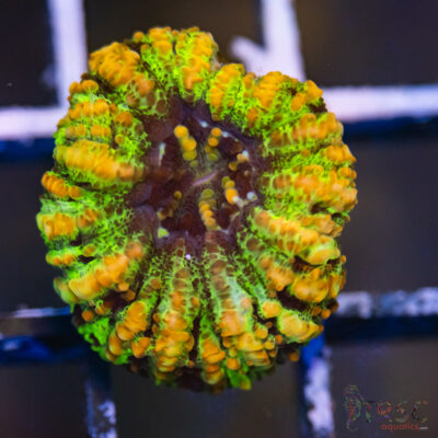 AUS Button Scoly A05