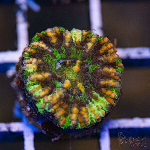 AUS Button Scoly A06