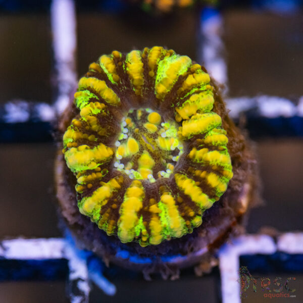 AUS Button Scoly A07