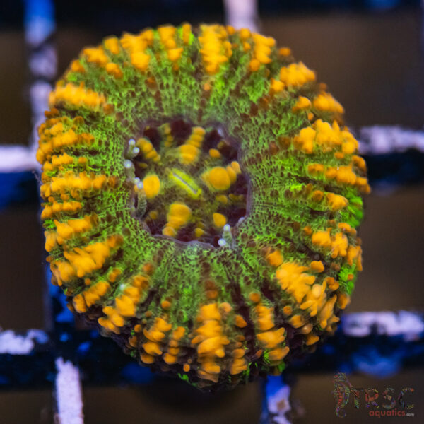 AUS Button Scoly A08