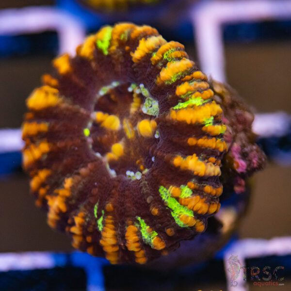 AUS Button Scoly A09