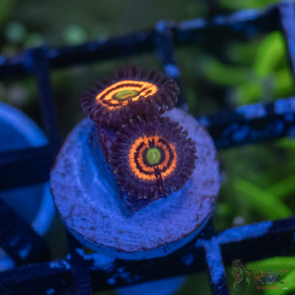 Everlasting Gobstopper Zoa A01