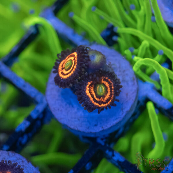 Everlasting Gobstopper Zoa A02