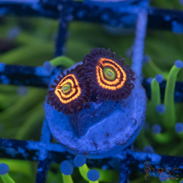 Everlasting Gobstopper Zoa A04