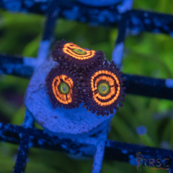 Everlasting Gobstopper Zoa A05