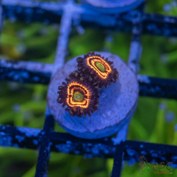 Everlasting Gobstopper Zoa A06