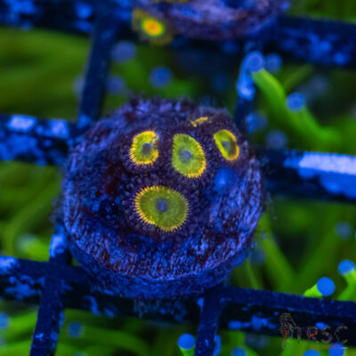 Frozen Hornet Zoa A08