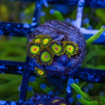 Rasta Zoa A09
