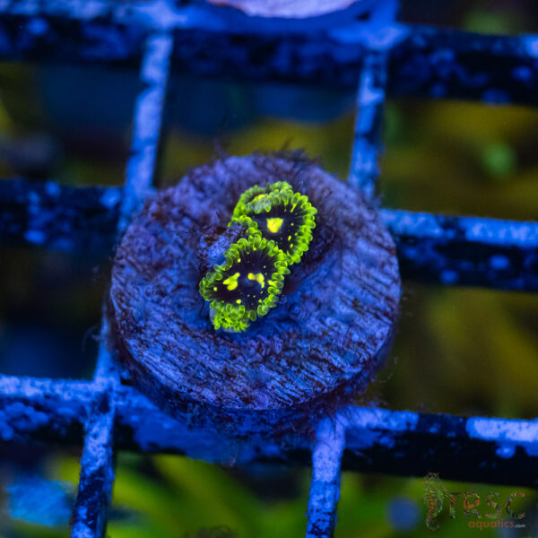 Exospheres Zoa A11